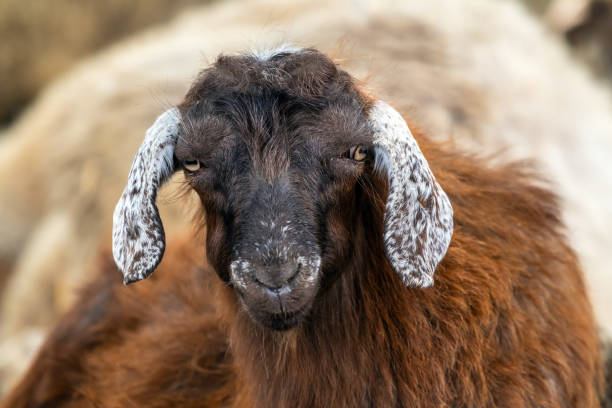 istock Portrait of a cute young sheep 1324507511