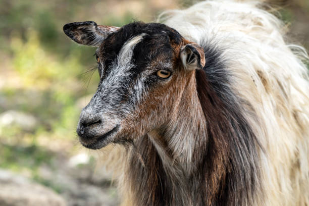 istock Portrait of a cute young goat 1324507533