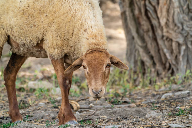 istock Cute lamb resting in the yard 1324509909