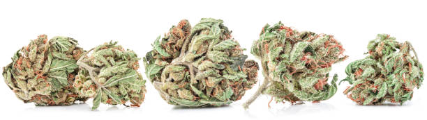 Medizinisches Marihuana isoliert auf weißem Hintergrund. Therapeutische und medizinische cannabis – Foto