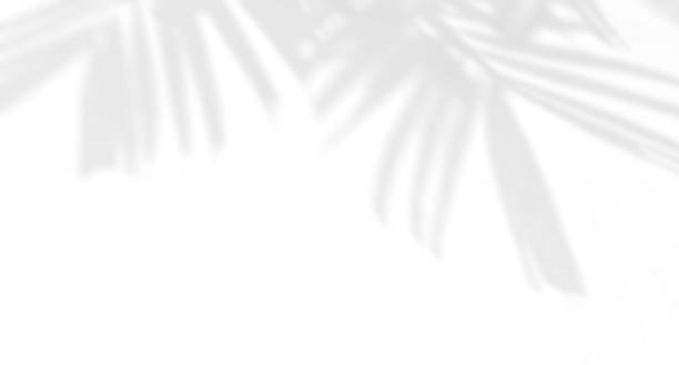 istock Shadow of palm leaf on white wall background 1324510907