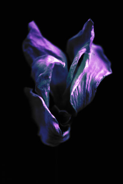 istock Dried Purple Flower 1324510987