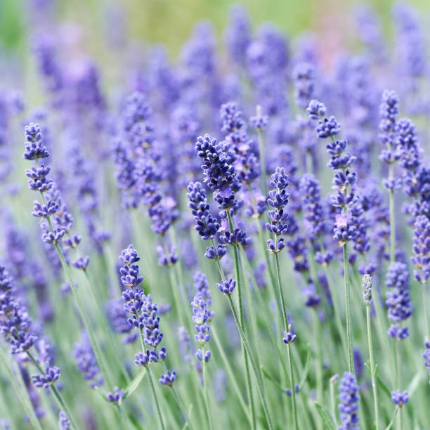 istock Selective focus on lavender flower. Plant background. Close up. 1324511220