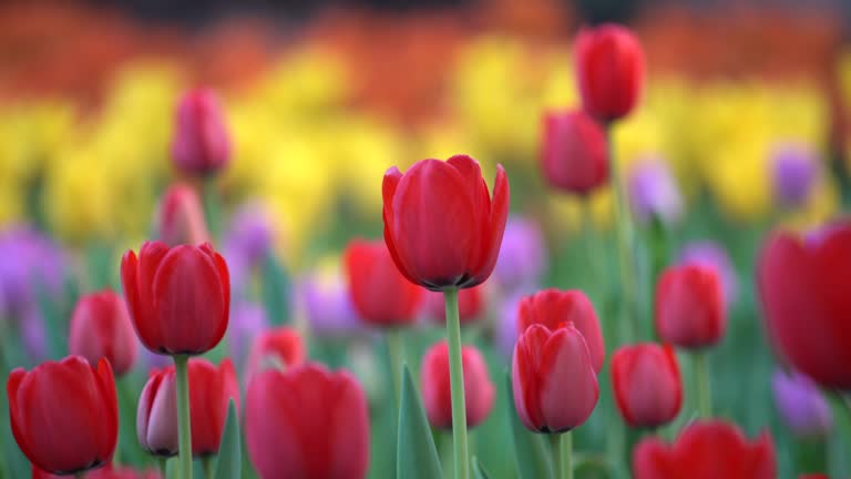 Spring Blooming tulip sway with the wind