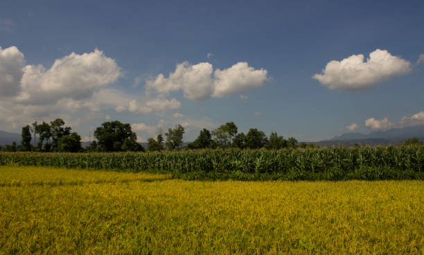 istock rice field landscape almost harvest 1324513684