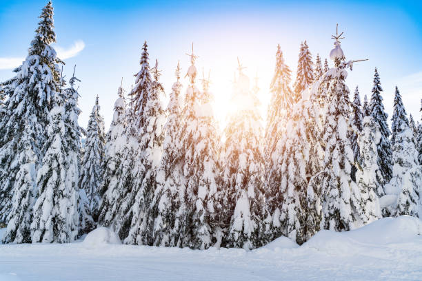 istock Snow-covered spruce forest on a clear, sunny day.
