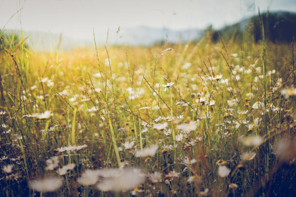 istock Summer meadow landscape. Sunshine, wildflowers blurred background, bokeh 1324514792