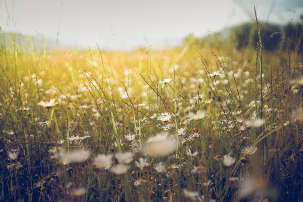 istock Summer meadow landscape. Sunshine, wildflowers blurred background, bokeh 1324514799