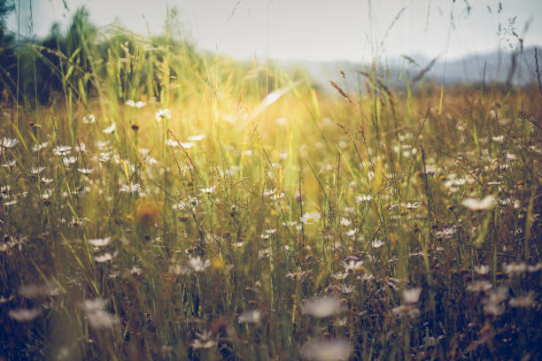 Summer meadow landscape. Sunshine, wildflowers blurred background, bokeh, selective focus, warm sunlight, soft focus. Abstract nature baner