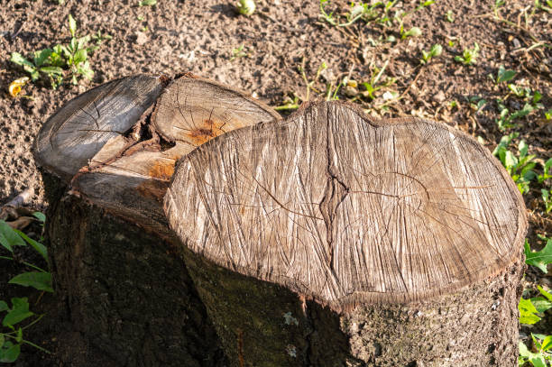 istock Two stumps in a sunny garden. Close-up. Texture and background. 1324516671