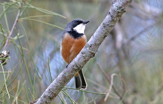 Rufous Whistler (Pachycephala rufiventris rufiventris) adult male perched on branch\