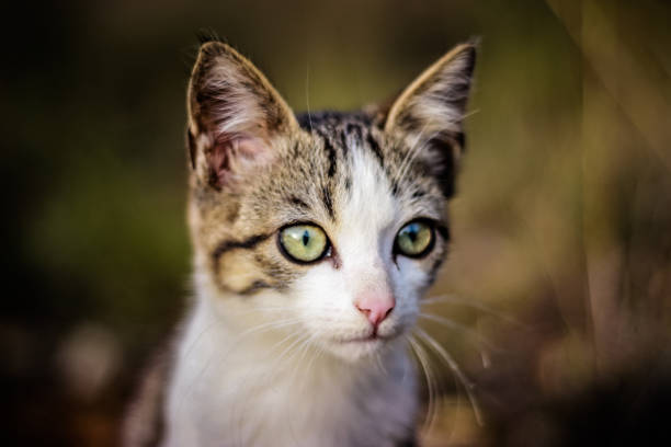 istock Cat in the nature looking to his prey 1324518409