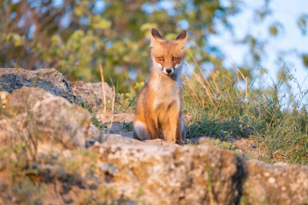 istock Portrait red fox cub Vulpes vulpes in the wild 1324518417