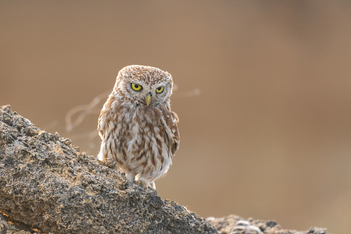 Bird Little owl Athene noctua sitting on a stone and looks forward.