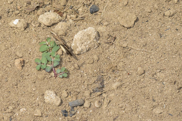 The mimicry of the grasshopper. Grasshopper camouflaging itself in the ground next to a twig.