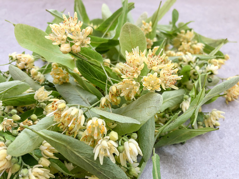 closeup of fresh yellow linden flowers for herbal tea