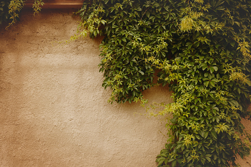 plant and wall close up