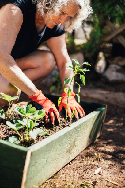 istock Gardener planting green pepper seedlings 1324523918
