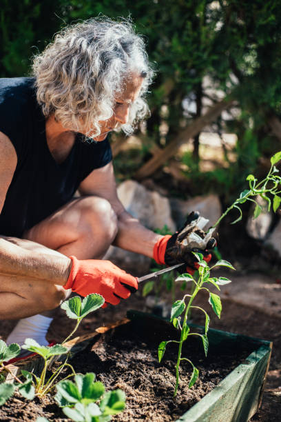 istock Gardener planting green pepper seedlings 1324524720