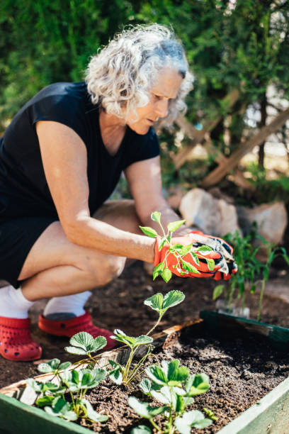 istock Retired woman holding seedlings 1324524807