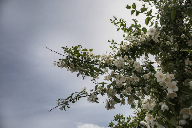 istock Flowering Apple Tree against blue sunny sky in Spring, Azerbaijan nature 1324525102