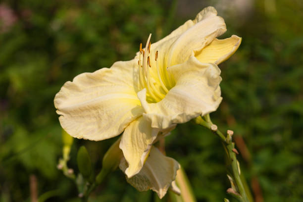 Day lily (Hemerocallis) Day lily (Hemerocallis), close up of the flower head hemerocallidoideae stock pictures, royalty-free photos & images