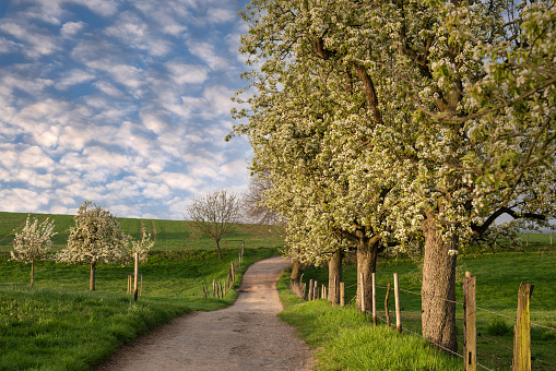 Panoramic image of meadow orchard with blossoming trees, Bergisches Land, Germany