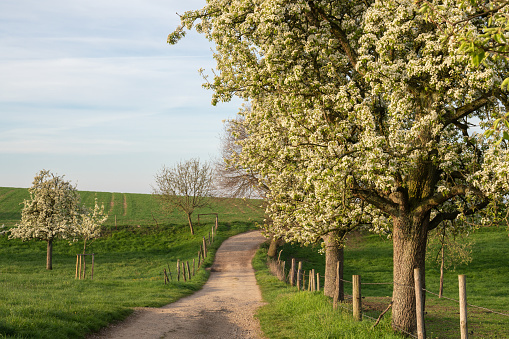 Panoramic image of meadow orchard with blossoming trees, Bergisches Land, Germany