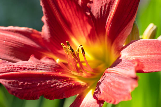 Day lily (Hemerocallis) Day lily (Hemerocallis), close up of the flower head hemerocallidoideae stock pictures, royalty-free photos & images