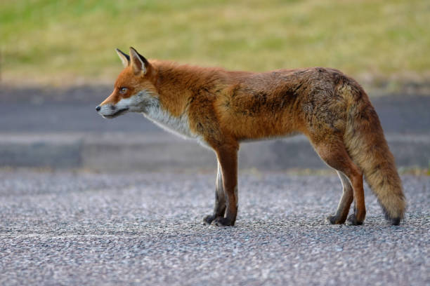 istock Urban Fox Standing In A Road 1324528946