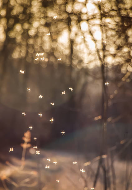istock Small midges fly in the sun. Insects whirl in the sunset. 1324529018