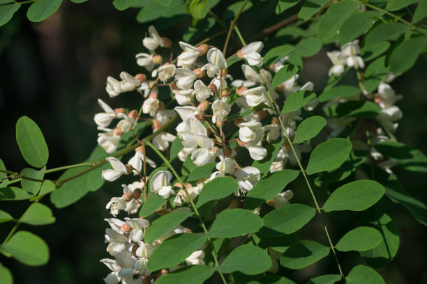 robinia pseudoacacia, flores de langosta negra primer plano enfoque selectivo - locust tree black robinia fotografías e imágenes de stock