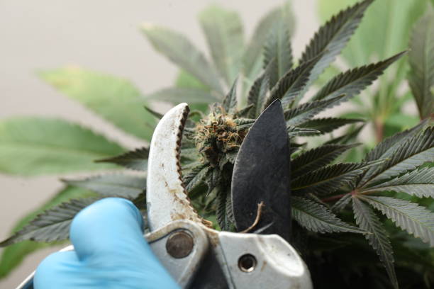 istock medical marijuana growing cannabis plants 1324530736