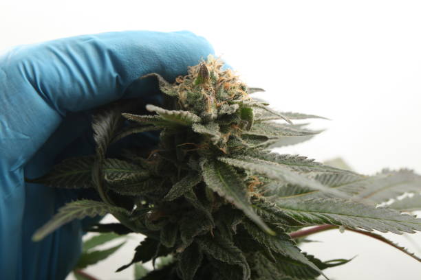 istock medical marijuana growing cannabis plants 1324530739