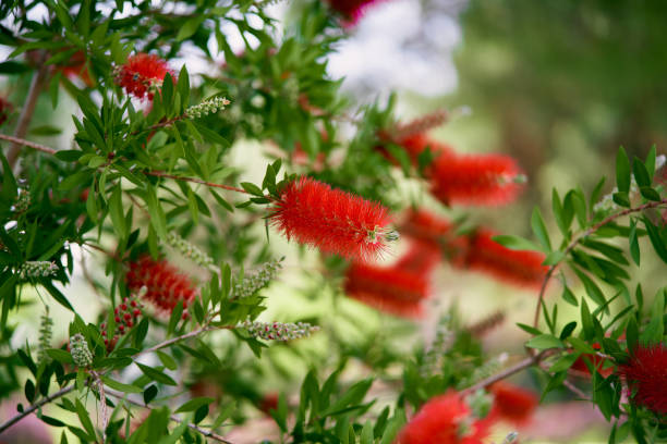 Green callistemon bush with bright red flowers on it Green callistemon bush with bright red flowers on it. High quality photo red flower trees callistemon citrinus stock pictures, royalty-free photos & images