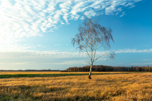 A lonely birch without leaves growing in a meadow, Karolinow, Lubelskie, Poland