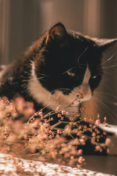istock black cat with a white collar is lying on a table next to pink summer flowers. 1324532188
