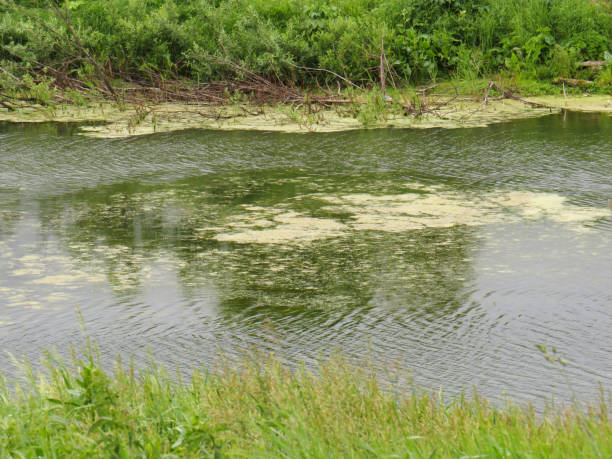 istock Forest wild lake overgrown with green grass 1324532837