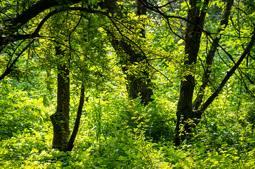 Woods in Summer, John Heinz National Wildlife Refuge in Summer, Philadelphia, Pennsylvania, USA