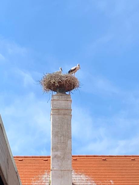 istock Nest from the rattles' stork 1324533202