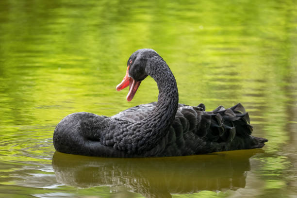 istock Black Swan In The Lake 1324534354