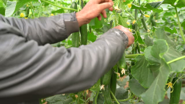 Farmer man harvesting ripe cucumbers in greenhouse, 4K Video