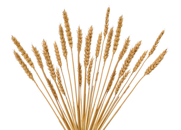 istock ears of wheat on white 1324535371