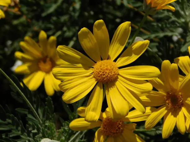 Yellow daisy, or Euryops pectinatus flowers