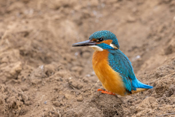 istock Male common kingfisher 1324536669