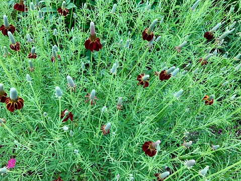 Mexican Hat Wildflowers in bloom