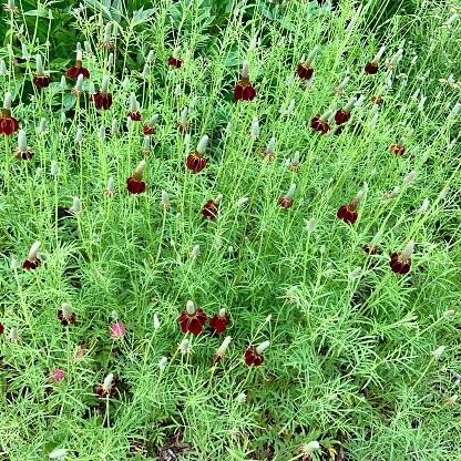 Mexican Hat Wildflowers in bloom