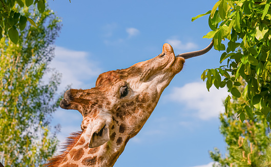 Animal background with giraffe with tongue sticking out on a blue sky background
