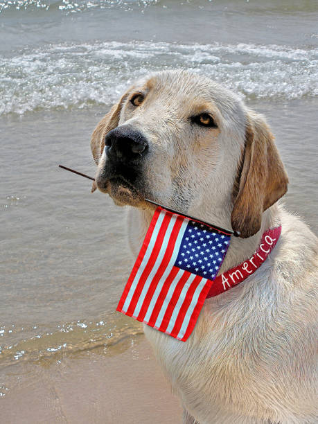 istock Labrador Retriever on Beach with American Flag 1324537877