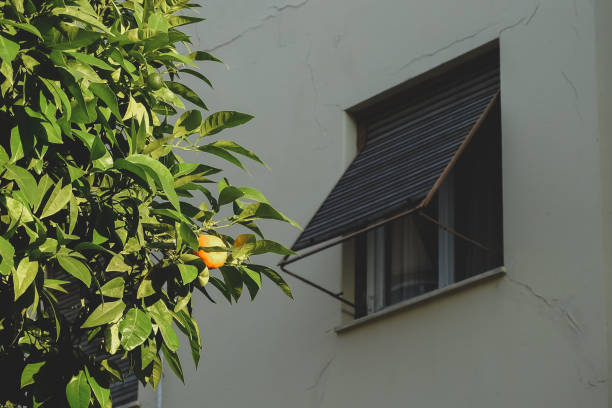 Orange tree in front of a window in Athens, Greece.